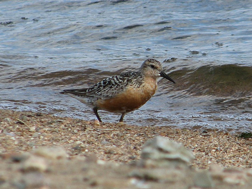 ���������� ��������