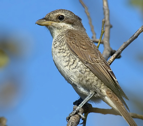 ������� �����