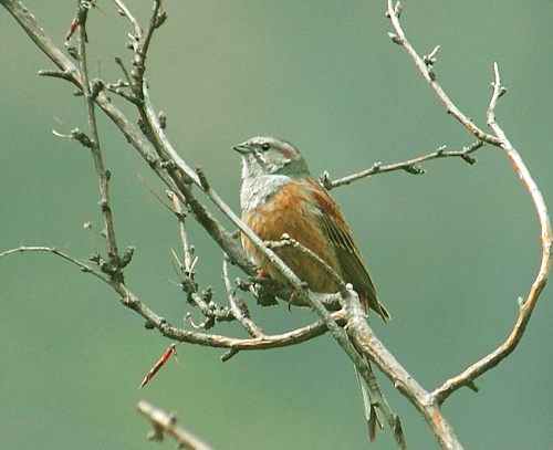 ������� �����������