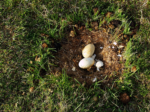 ������ ������� ����