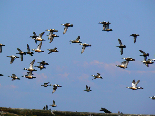 ���������� ����