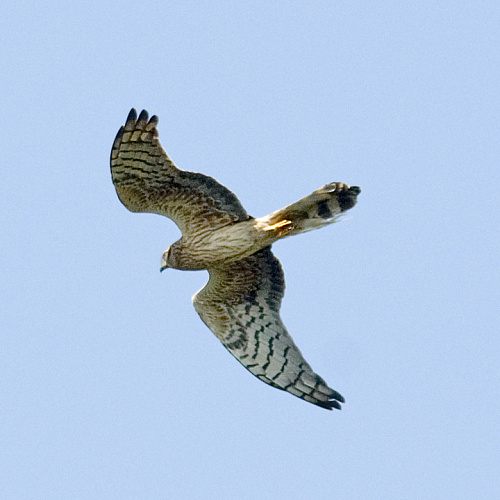 ����� �������� ����