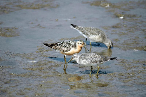 ���������� ���������