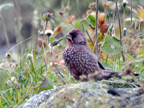 ������� ��������