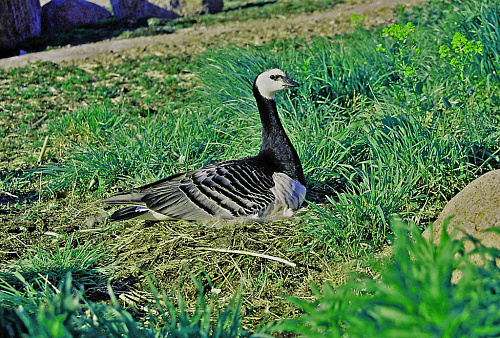 ��������� �������