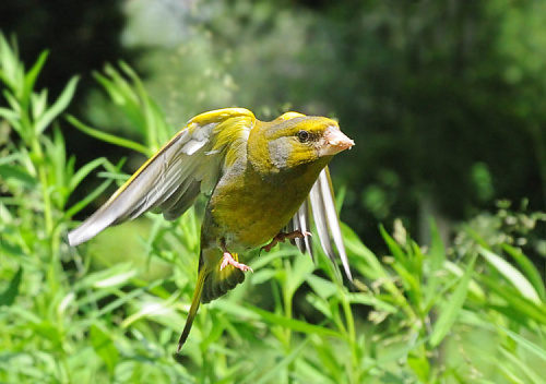 ��������� ����� �����