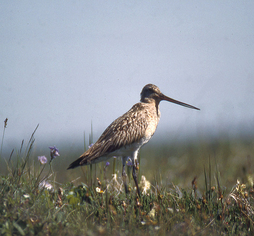 ����� ����������