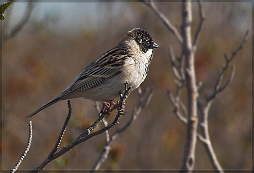 �������� �������