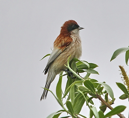 ����� ����������� �������