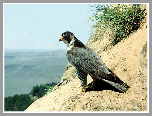 ���������� ������