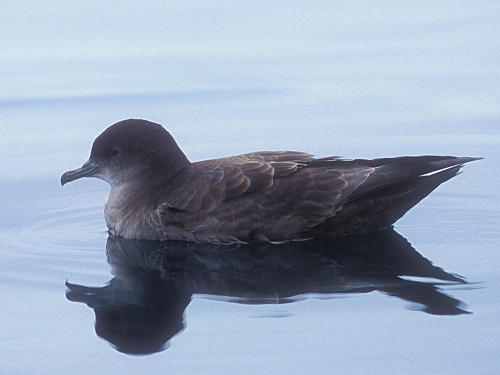 ����������� �����������