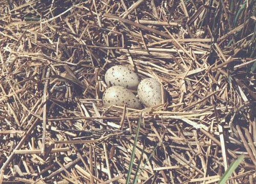 ������ ������� 