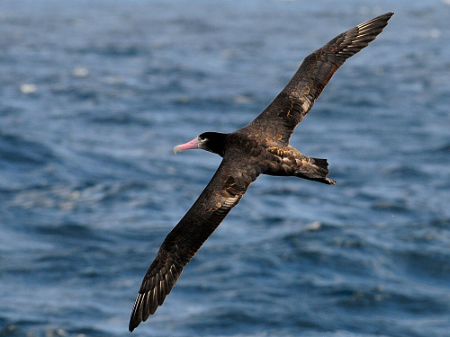 ����������� ���������