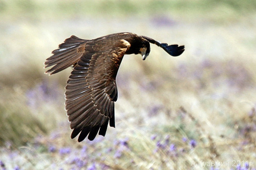 �������� ����