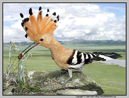 ��������� �����������