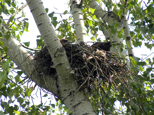 ������ ������� � ��������