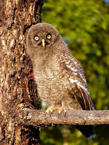 ��������� �������