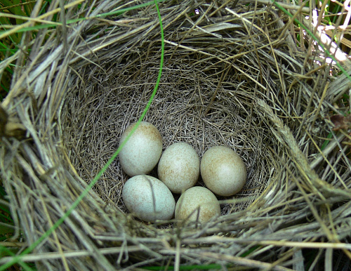 ������ ����������� �������