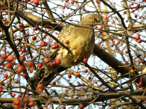 ������� �������