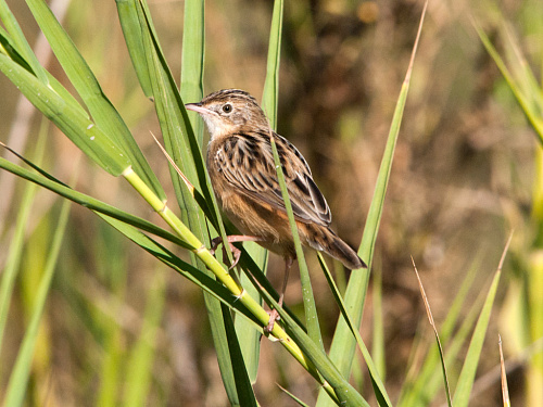 ���������� ���������