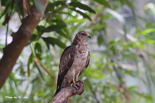 �������� �����