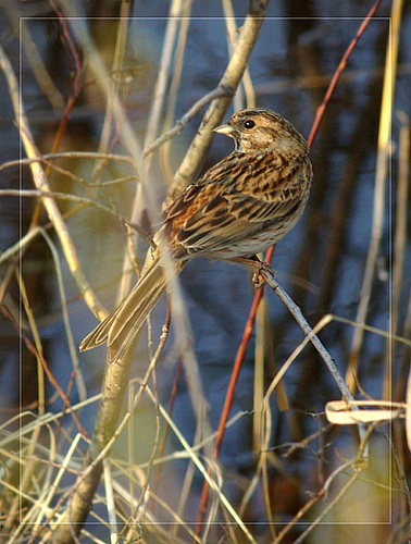 ������������ �������