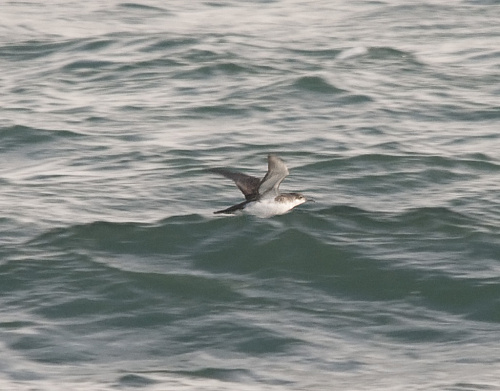 ���������� ����������� 