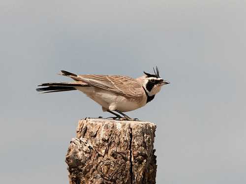 ������� ���������