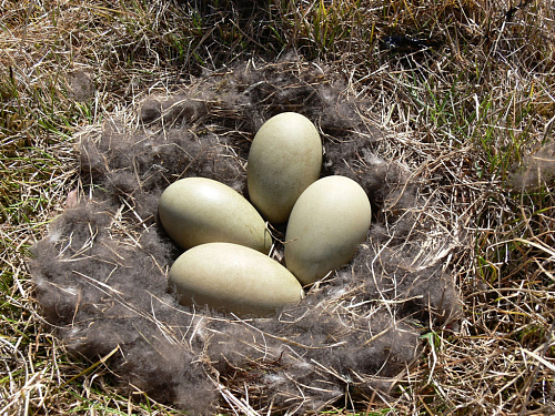 ������ ������� ����