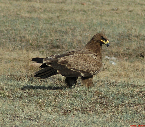 ������� ���