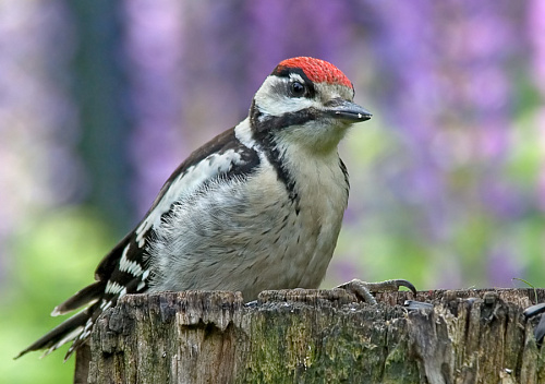 ������� ���