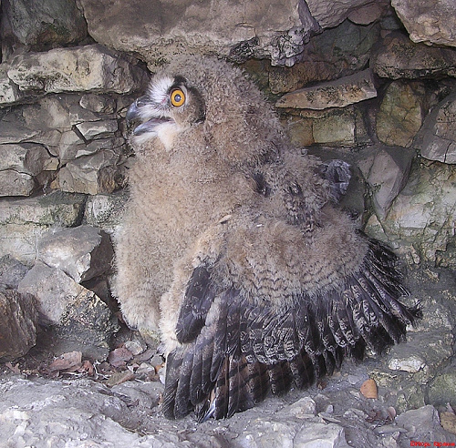 ������ ������