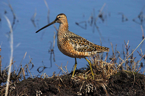 ������������ ������������ ����������