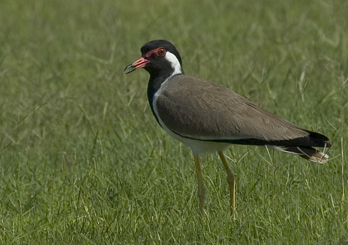 ���������� �����