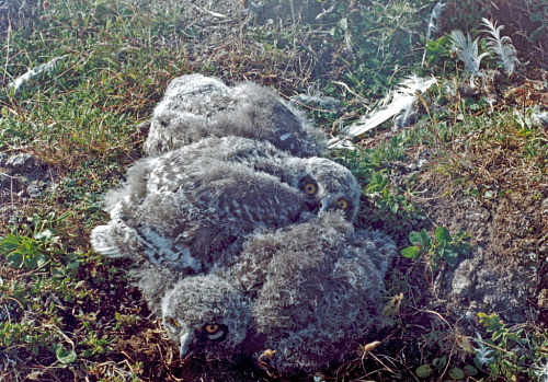 ������ �������� ����