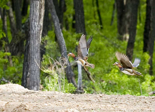 ���������� �����