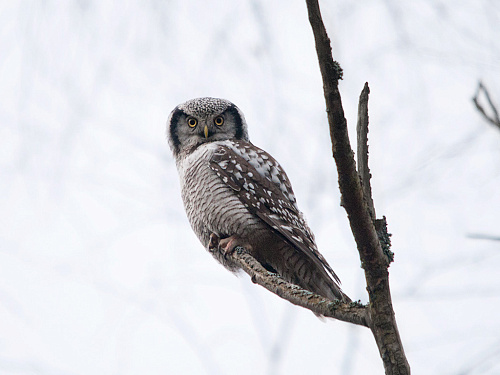 ���������� ����