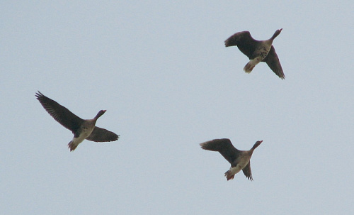 �� �������