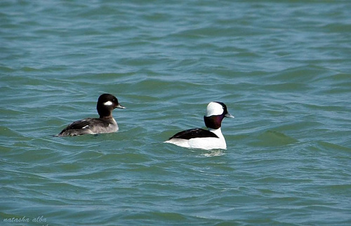 ����� (������������) ������