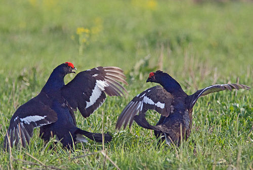 �������� �� ����