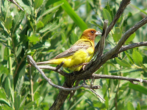 ������� �������