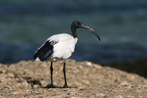 ��������� ����