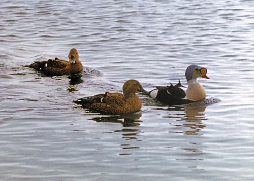 ����-����������