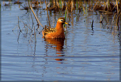 ����������� ���������