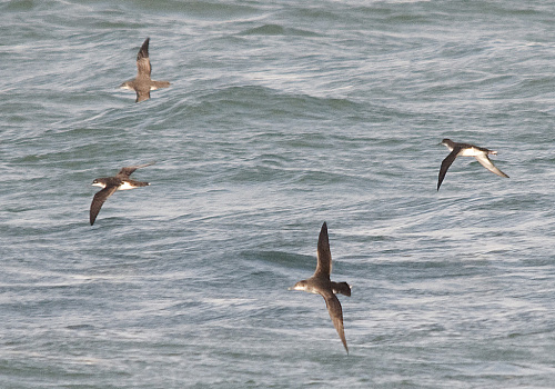 ���������� ������������