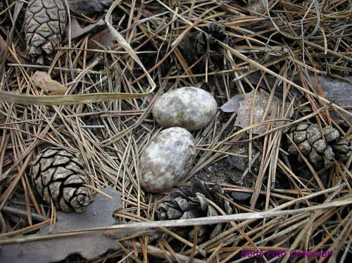 ������ �������