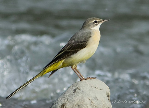 ������ ����������