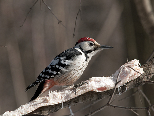 ����������� �����