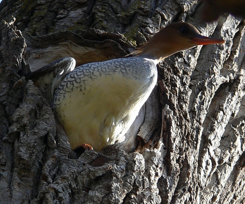 ����� ����������� �������.