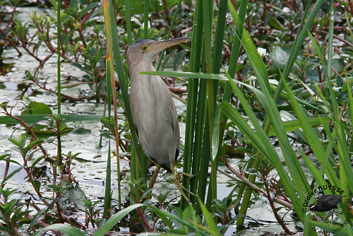 ��������� ������